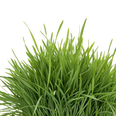 Obraz premium Vibrant green grass against clear background for nature design and landscaping inspiration