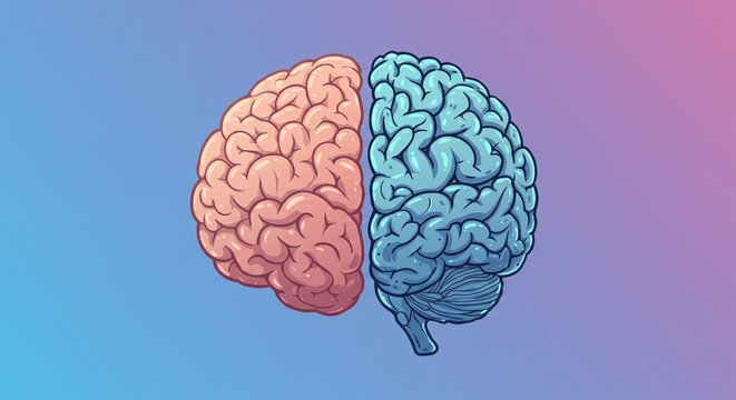 Illustration of a human brain, divided into two colored parts.