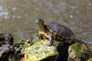 A turtle (Trachemys scripta) stretching its neck on the Mediterranean coast.