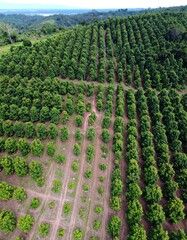 Aerial view of a neatly planted orchard
