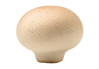 A single, light beige mushroom cap displays a textured surface against a dark background.