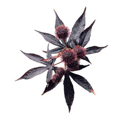 Black Castor oil plant on transparent background