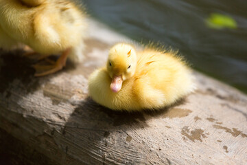 A baby duck, a yellow duckling, climbed from the pond onto the wooden fence in the Republic of Malta.	