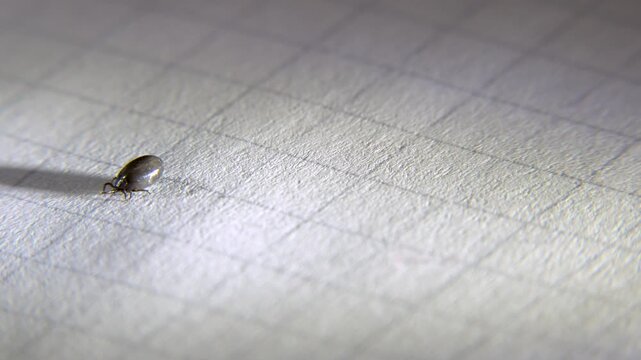 A tick removed from a human on a white sheet of paper