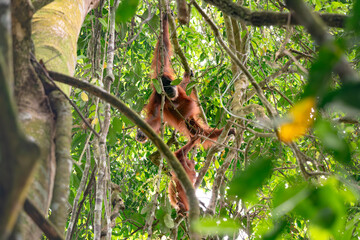 Obraz premium A Sumatran orangutan hanging in the rainforest canopy in Sumatra, Indonesia, surrounded by dense tropical foliage.