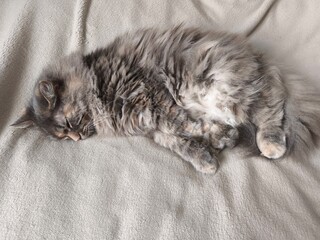 A cute fluffy grey cat sleeps on its side.