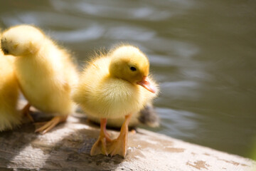 A baby duck, a yellow duckling, climbed from the pond onto the wooden fence in the Republic of Malta.	