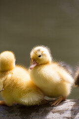 A wild yellow duckling came up from the pond.