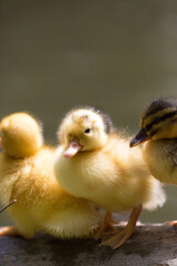 Portrait of wild ducklings lined up along the shore, Republic of Malta.