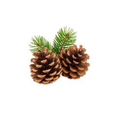 Fototapeta premium Pine cones isolated on white background