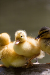 Portrait of wild ducklings lined up along the shore, Republic of Malta.