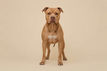 Obraz premium Studio portrait fawn Pit Bull, neutral background
