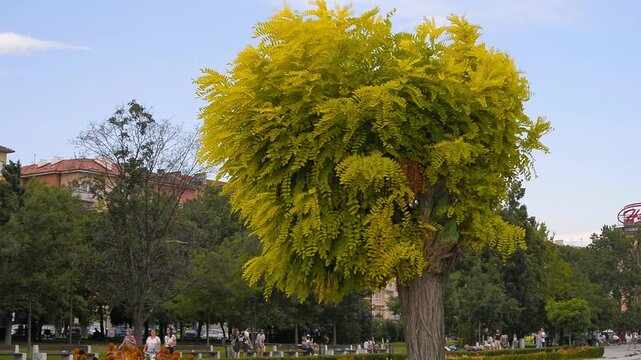 trees in the park