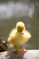 A portrait of a wild duckling, Republic of Malta.