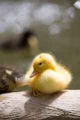 A wild yellow duckling looking back at the water's edge fence, Republic of Malta.