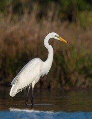 Great Egret by Waterside