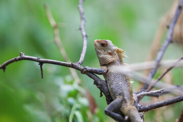 Oriental garden lizard in tree beanch	