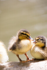 Two wild ducklings huddling together by the water's edge, Republic of Malta