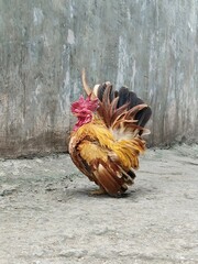Japanese Bantam chicken, Chabo Bantam chicken