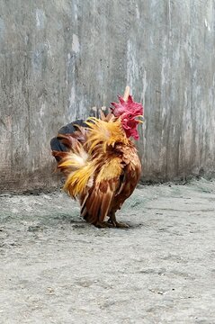 Japanese Bantam chicken, Chabo Bantam chicken