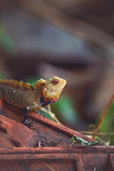 Oriental garden lizard in tree beanch	
