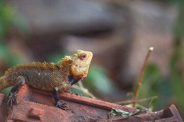 Oriental garden lizard in tree beanch	