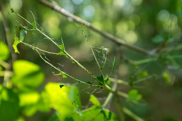 A single green leaf with holes and a torn edge, showcasing the details of natural decay and insect damage in a raw and authentic close-up, perfect for organic or environmental themes