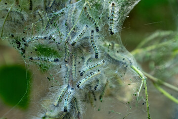 A macro shot of a dense caterpillar colony within a tangled web on a branch. The image captures the intricate textures and busy, crawling motion, ideal for a detailed and raw look into the natural wor