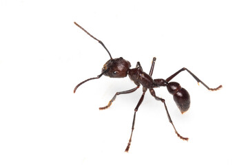 Bullet Ant (Paraponera clavata) Worker Isolated on White Background.