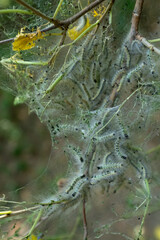 A macro shot of a dense caterpillar colony within a tangled web on a branch. The image captures the intricate textures and busy, crawling motion, ideal for a detailed and raw look into the natural wor