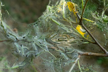 Close-up of caterpillars inside silky webbing on branches, showing communal feeding behavior of larvae. Dense silk nest structure protects them as they consume leaves during early insect development