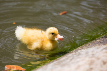 A duckling swimming slowly, Republic of Malta