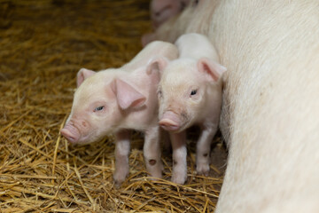 Two playful newborn piglets stand beside their mother in a straw-filled barn. They are curious and gently nuzzling as they nurse, showcasing a warm farm atmosphere. © olga_sova