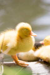 A wild duckling sleeping by the water's edge, Republic of Malta.