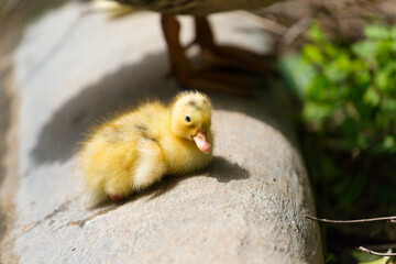 A wild duckling is trying to climb up the edge of the pond in the Republic of Malta.