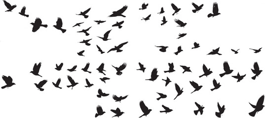30 vector black bird silhouettes flying on a white background, in various poses and angles.eps