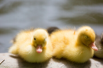 Baby ducks, yellow ducklings resting by the water's edge, Republic of Malta.