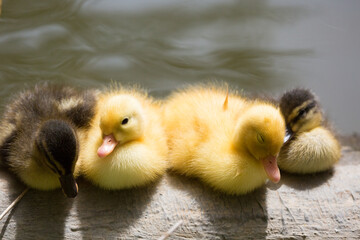 Yellow wild ducklings and brown-striped wild ducklings at the water's edge, Republic of Malta.