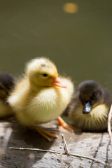 A group of wild ducklings rests on the fence by the pond in the Republic of Malta.