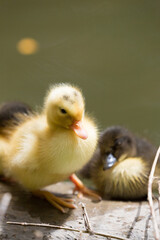 A group of wild ducklings rests on the fence by the pond in the Republic of Malta.