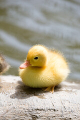 A wild duckling walking earnestly, Republic of Malta.