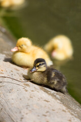 Two ducklings climbed from the pond onto the wooden fence in the Republic of Malta.	