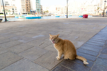 A yawning orange tabby cat sitting on the promenade along Lutz Pier, Republic of Malta.