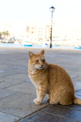 An orange tabby cat sits near the port in the Republic of Malta.