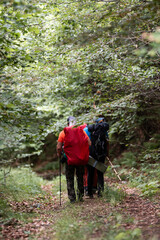 Hikers walking on path in lush green forest