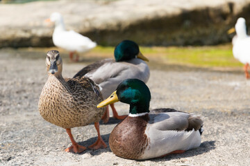 Various ducks resting on the rocky shores of the Mediterranean, Republic of Malta