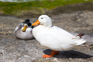 A wild white duck resting on the rocky shores of the Mediterranean, Republic of Malta