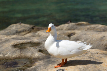 A wild white duck standing on the Mediterranean coastline, Republic of Malta