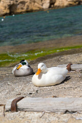 Two wild ducks resting by the Mediterranean Sea, Republic of Malta