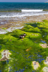 A wild duck living in the Mediterranean Sea, Republic of Malta